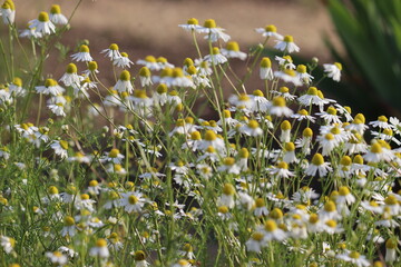 Flowering Wild chamomile (Matricaria chamomilla) plants in summer garden