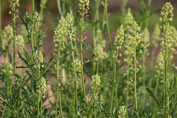 Flowering yellow mignonette (Reseda lutea) plants in summer garden