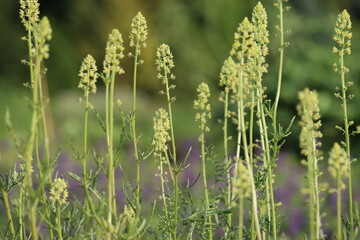 Flowering yellow mignonette (Reseda lutea) plants in summer garden