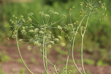 Flowers of Horse Caraway (Laser trilobum) plant in summer garden