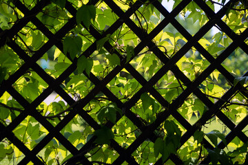 wooden rhombus-shaped lattice covered with vines - the side wall of  garden gazebo