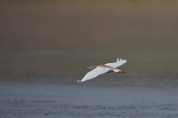 Alaca balıkçıl » Squacco Heron » Ardeola ralloides