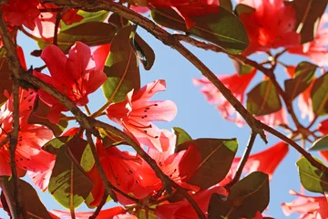 Fototapeten Azalee Red azalea flowers in Spring   © Jenny Thompson