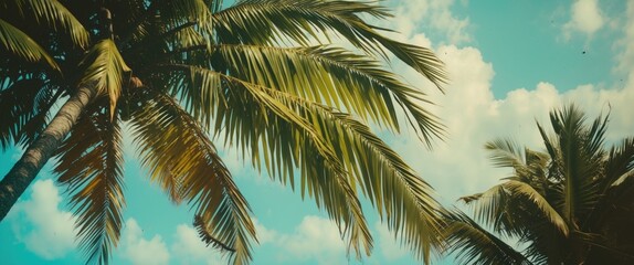 Tropical palm trees against a bright sky with clouds, capturing a relaxing and lush nature scene.