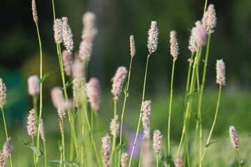 Flowering Common bistort (Bistorta officinalis, syn. Persicaria bistorta) plants in summer garden