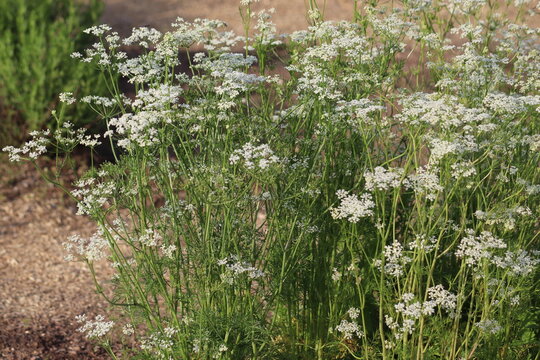 White flowers of caraway (Carum carvi) plant in summer garden