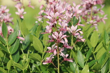 Obraz premium Pink flowers of burning bush (Dictamnus albus) plant in summer garden