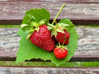 strawberries in the garden