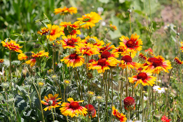 Gaillardia aristata flowers in the garden