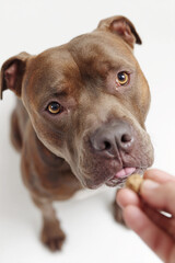 Adorable Pit Bull Terrier Waiting for a Treat.