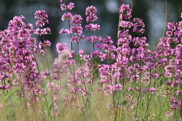Fototapeta premium Pink flowers of sticky catchfly (Viscaria vulgaris) plant in summer garden