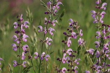 Obraz premium Flowers of meadow sage (Salvia virgata) in summer garden
