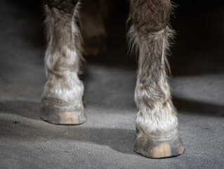 horse feet with shoes