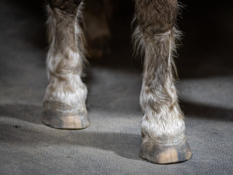 horse feet with shoes