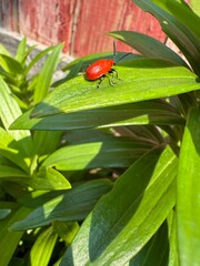 Scarlet lily beetle, red lily beetle, or lily leaf beetle (Lilioceris lilii)