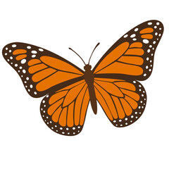 butterfly isolated on white background.The butterfly spreads its wings and is ready to fly.