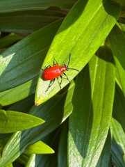 Scarlet lily beetle, red lily beetle, or lily leaf beetle (Lilioceris lilii)