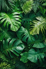 Lush tropical forest leaves create a vibrant green backdrop in a rainforest setting