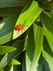 Scarlet lily beetle, red lily beetle, or lily leaf beetle (Lilioceris lilii)