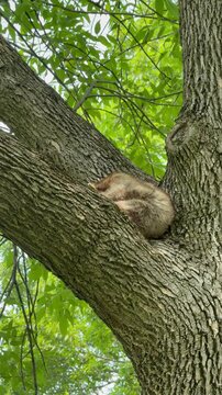 Procyon lotor, sometimes called the North American, northern or common raccoon