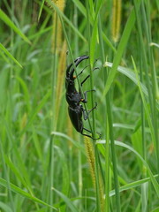 Beetle on a freen grass