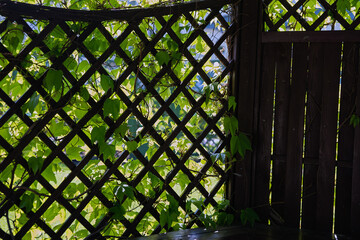 wooden rhombus-shaped lattice covered with vines - the side wall of  garden gazebo