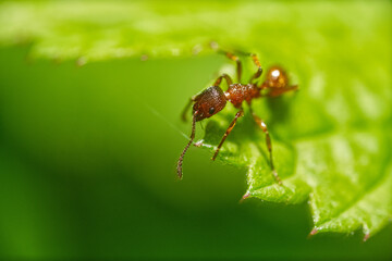 Brown ant an a green leaf in a green colored image