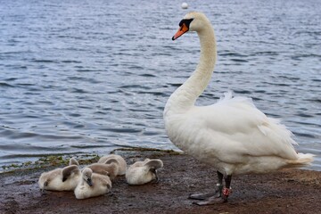 Mute swan with cygnets next to a lake