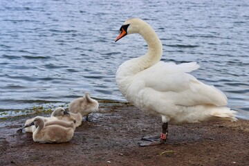 Mute swan with cygnets next to a lake