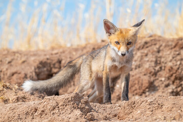  Red Fox (Vulpes vulpes) is a common species in Turkey. They usually make their nests in tunnels they dig in the soil or in rocks. I taked This  images are in Diyarbakır Tigris Valley.