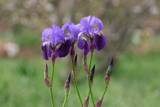 Close up of purple flowers of irises on meadow, met in Morocco, Atlas Mountains