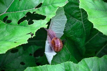 Grove snail, brown-lipped snail with dark bands. On a leaf in garden in summer