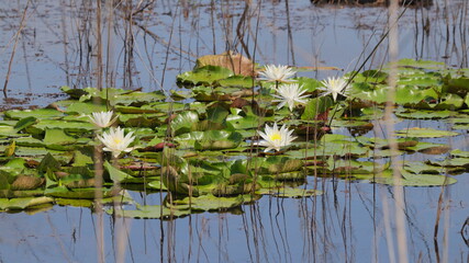 Beautiful lily pads in full yellow and white blooms in still blue water. 