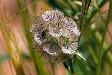 Close up of fruits of Scabiosa rotata plant, also known as the wheel scabious, Lomelosia rotata,...