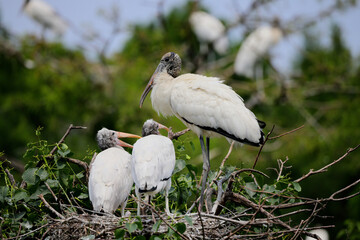 Adult wood stork on the nest in habitat with baby chicks. 