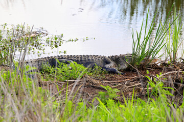 American alligator sunning on bank at water's edge in habitat. 