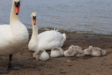 Pair of mute swans with cygnets next to a lake