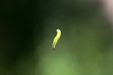Caterpillar of the moth species Acrobasis advenella