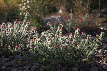 Close up of blooming plant Echium angustifolium, also known as narrow-leaved bugloss, met in Morocco, Atlas Mountains