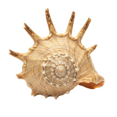 Fototapeta premium Large conch seashell with organic spiral form, intricate patterns, subtle texture, earthy colors, isolated on seamless transparent background, no shadows. Concept for natural history and product