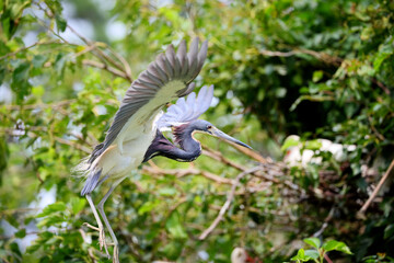 Baby blue heron inflight landing on nest. 
