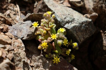 Blooming plant Aichryson laxum, commonly called Love Tree with yellow flowers, met in Morocco, Atlas Mountains