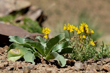 Blooming plant Prostrate Toadflax (Linaria supina) with yellow flowers. It is poisonous plant. Met in Morocco, Atlas Mountains