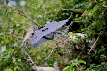 Baby blue heron inflight landing on nest. 