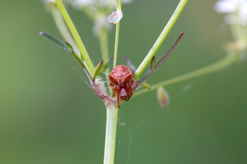 Spider of the species Araneus sturmi