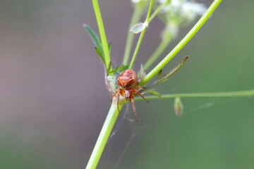 Spider of the species Araneus sturmi
