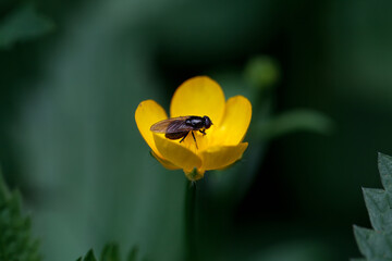Hoverfly of the species Cheilosia impressa on a yellow flower