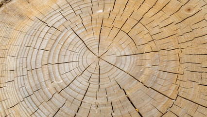 Fototapeta premium Close up of a tree trunk showing its rings and natural texture