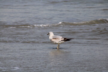 Seagull at Myrtle Beach, SC