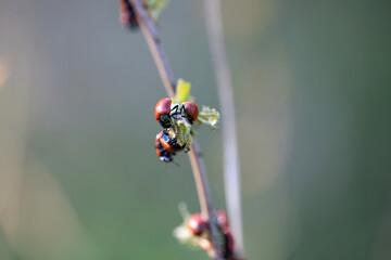 Group of poplar leaf beetles, Chrysomela populi, on a branch